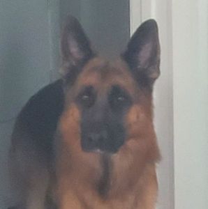 Meet your Posher, Joey